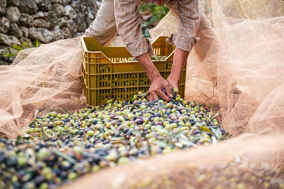 Feria del aceite de Enguera 