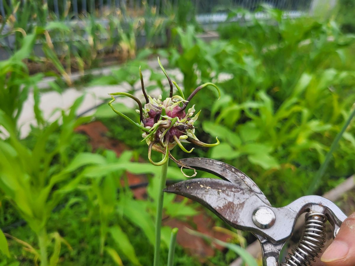 Garlic Gala!