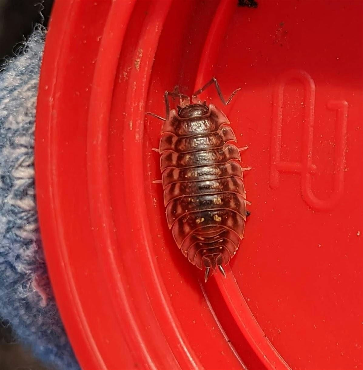 Woodlouse Survey - The Paddock