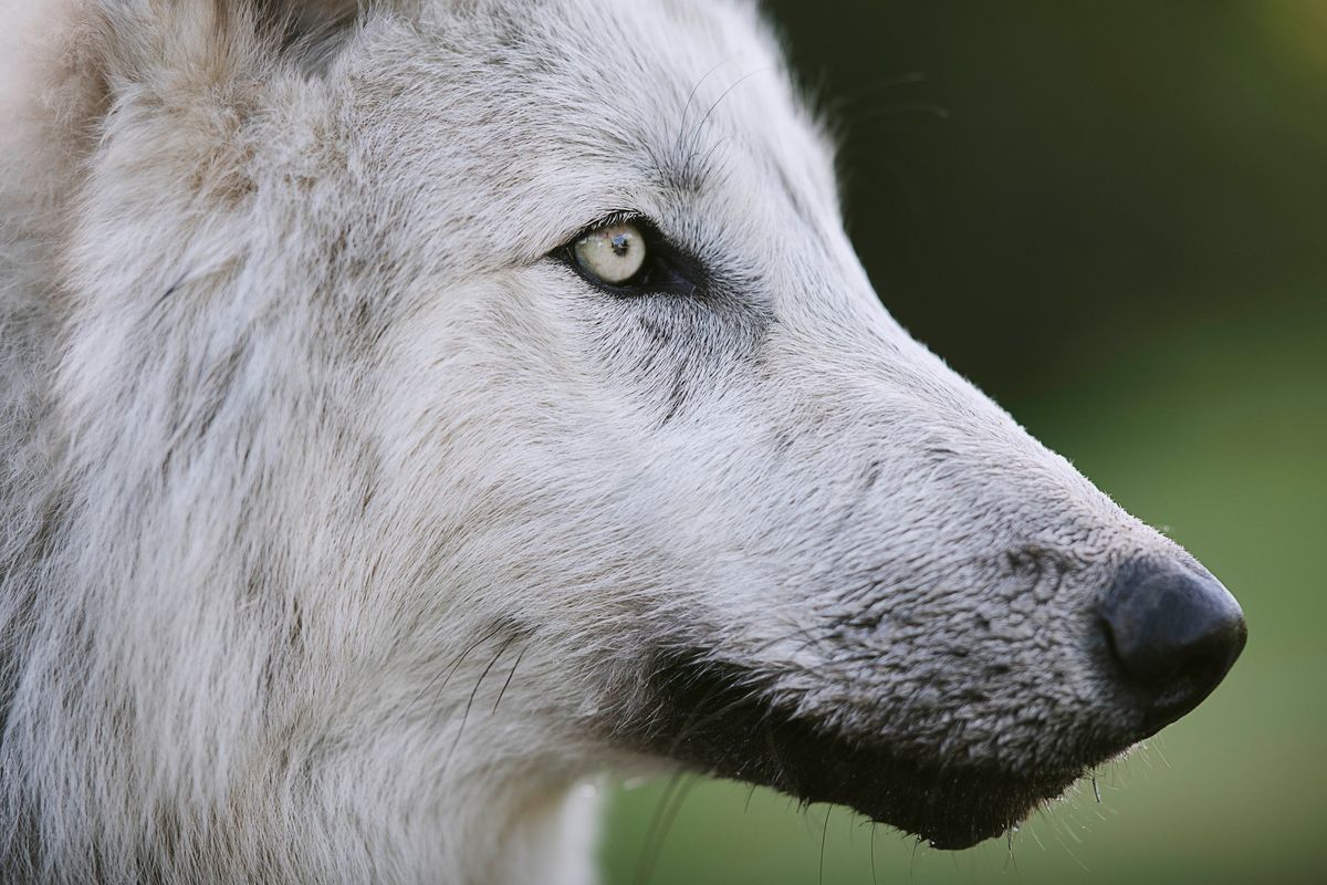 Wolves: Fact vs Myth