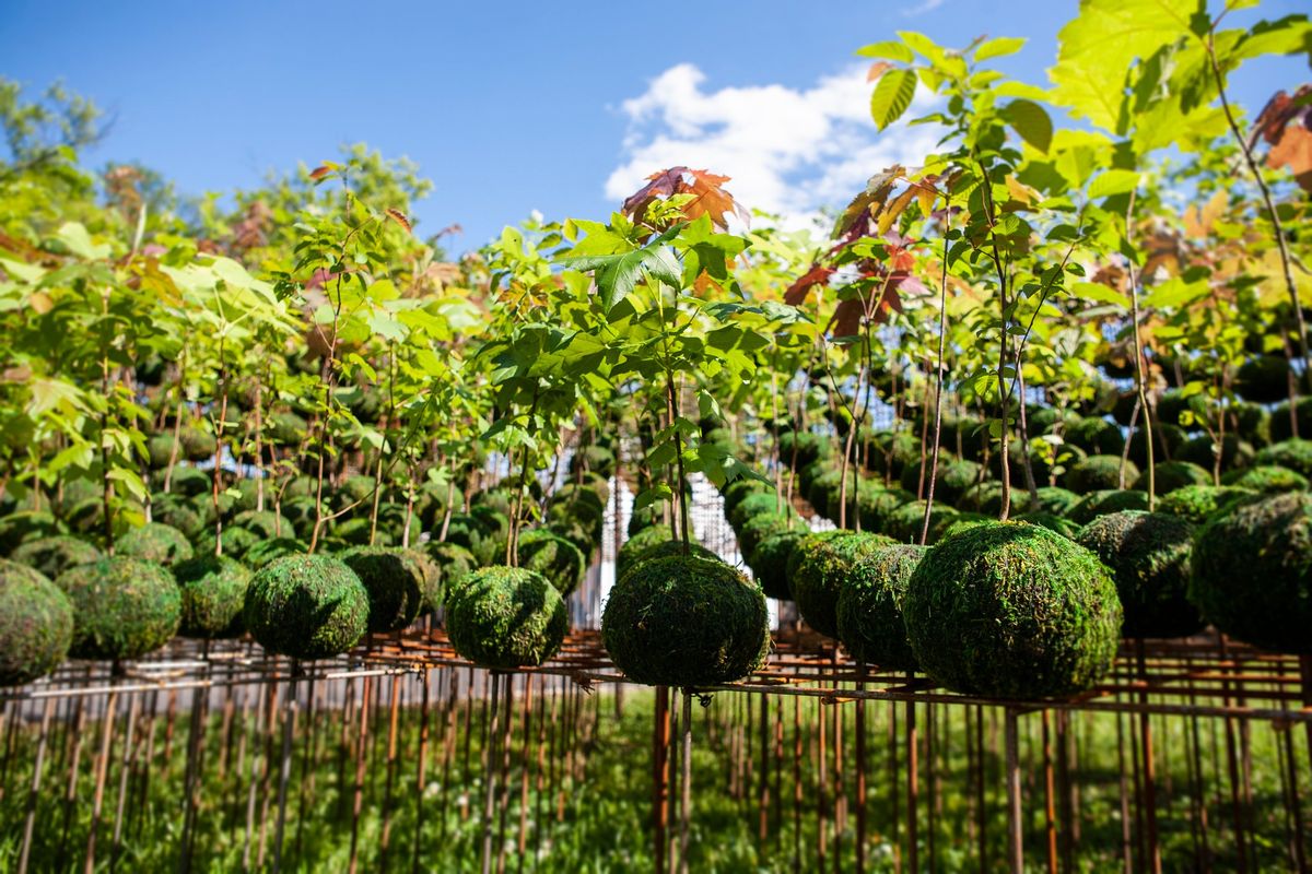 Kokedama Forest