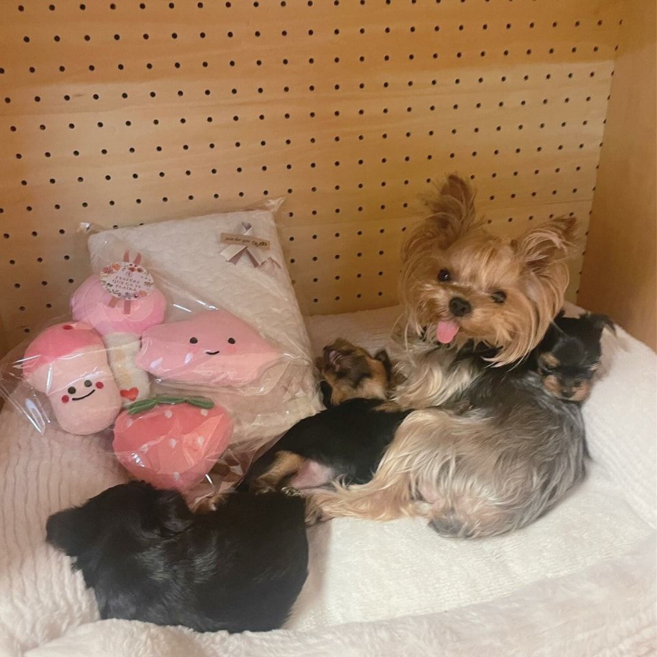 Teacup Yorkie Puppies for Adoption