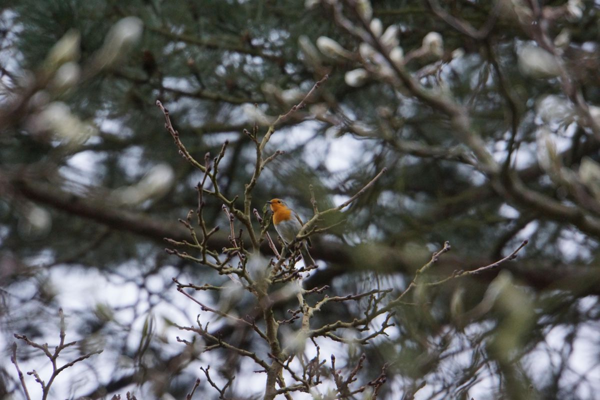 RSPB Big Garden Bird Watch at Kingston Uni - Clay Hills Halls - treeline