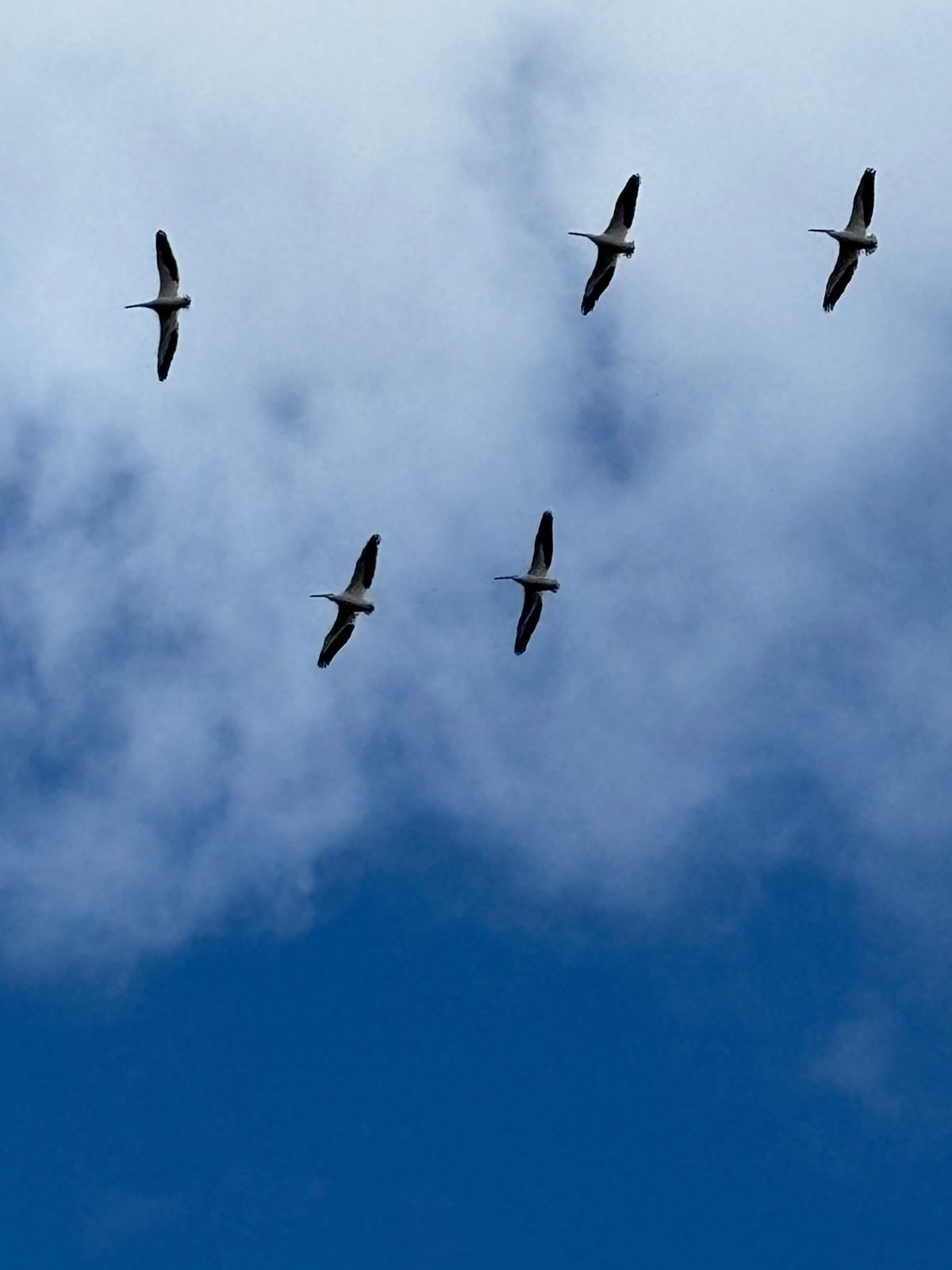 Austin Naturalist Happy Hour