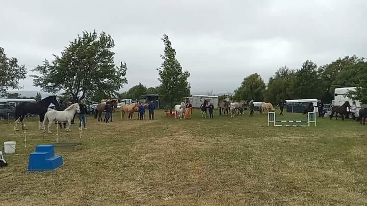 European Native & International Rare breed 2024 Show Class (Christchurch, New Zealand)