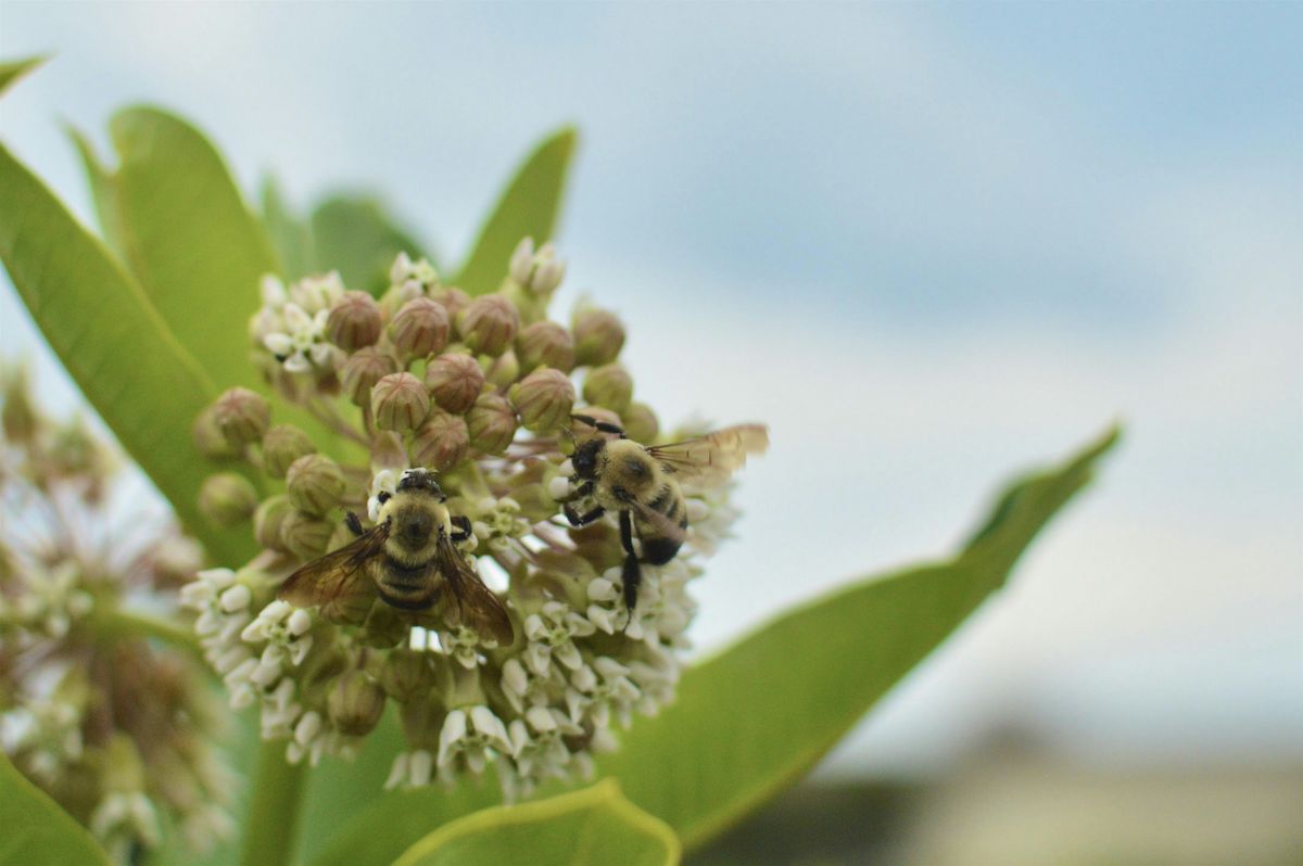 Beneficial Plants and Herbs for Community Gardens