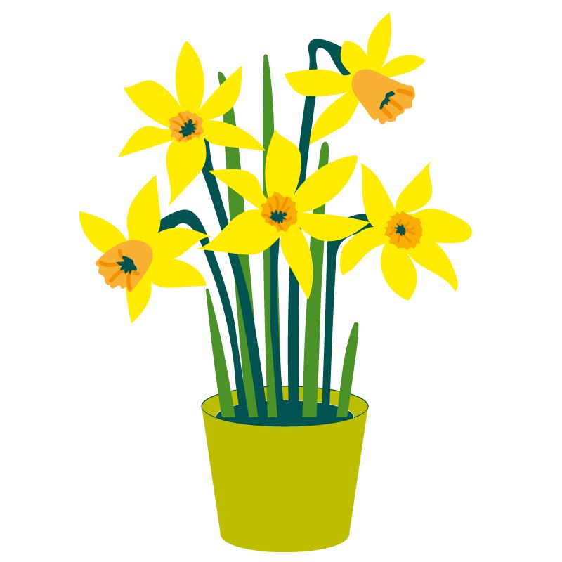 Plant a little daffodil with Millbrook