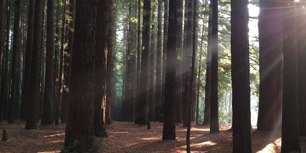 Try Bushwalking Month - O\u2019Shannassy Aqueduct -Redwood Forest walk - Grade 2 (Easy)