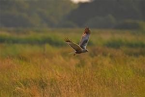 World Wetland Day Guided Walk (ECC2816)