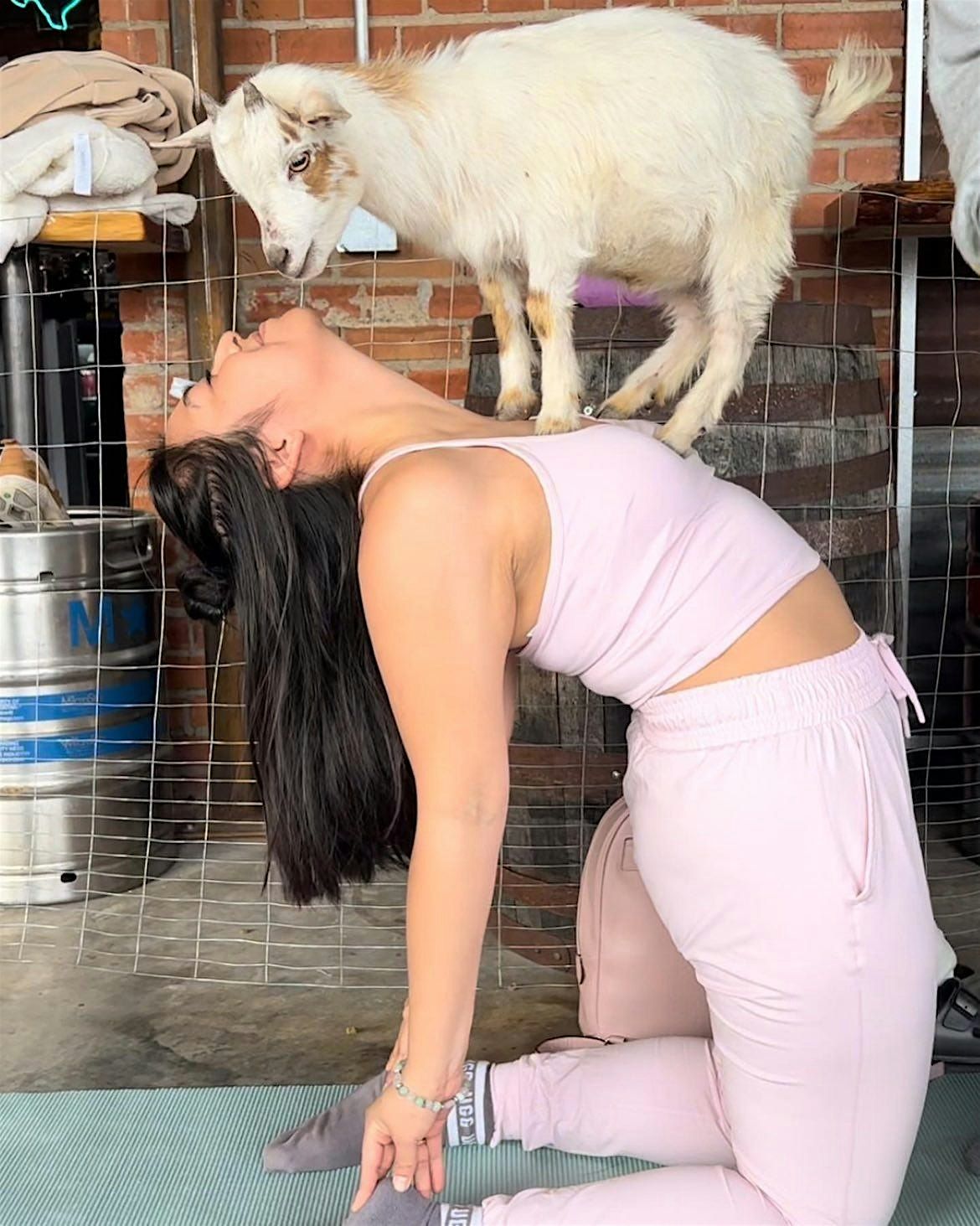 Goat Yoga Houston At Little Woodrows Midtown Sunday May 12th 10AM