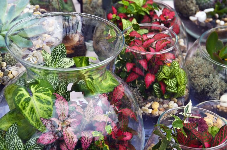 Valentine Tropical Terrarium Workshop