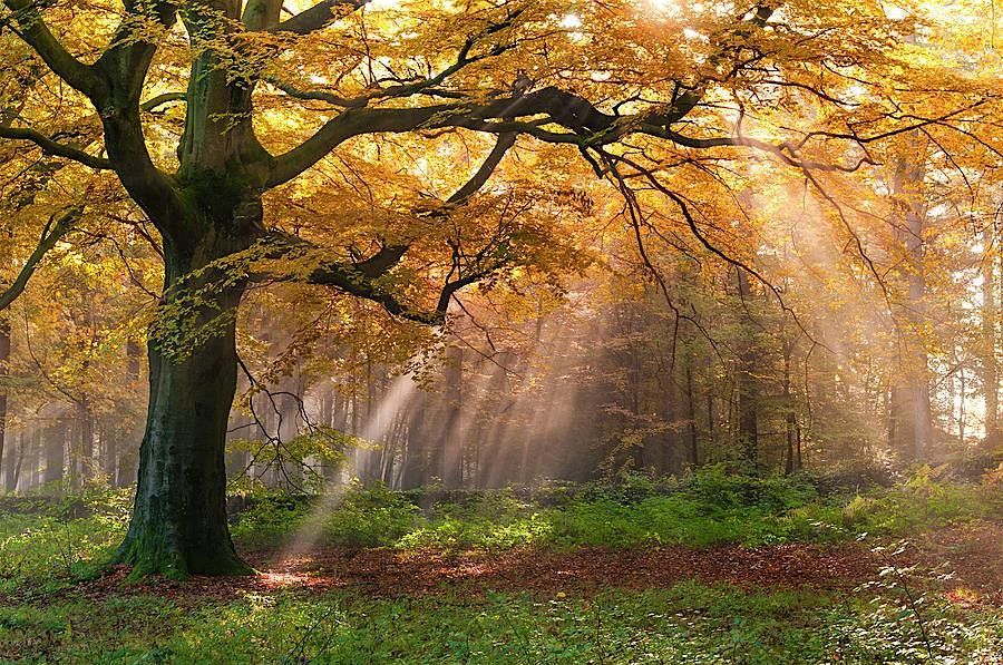 Dance Free - Hartsholme Park Woods