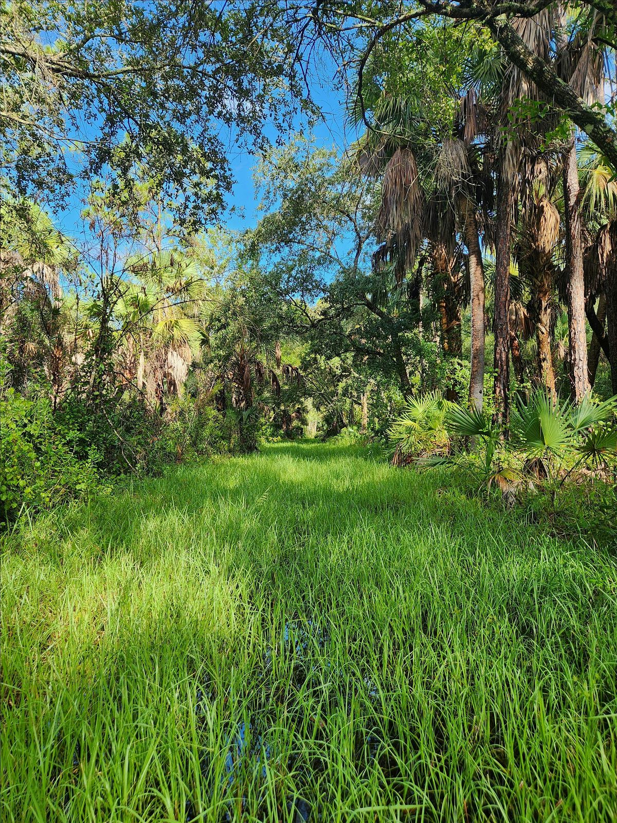 Guided Walk: CREW Cypress Dome Trails (Yellow Trail)