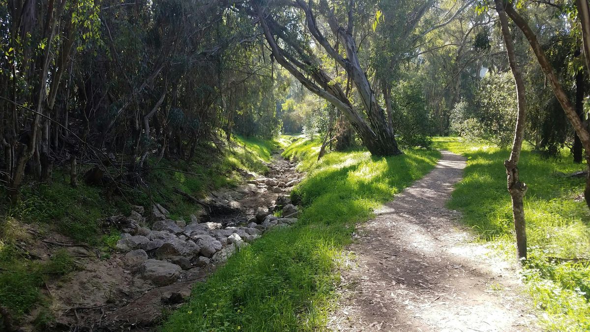 Monarch Butterfly Stroll at Coronado and Ellwood Mesa Preserves!