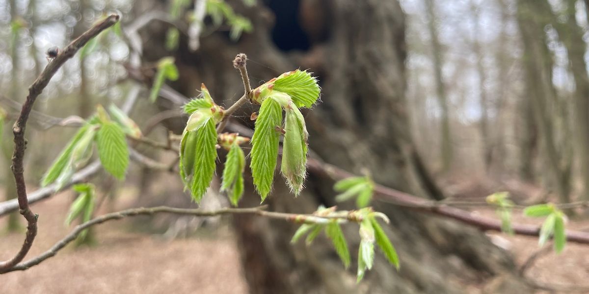 Signs of Spring in Bufferland - Epping Forest Guided Walk