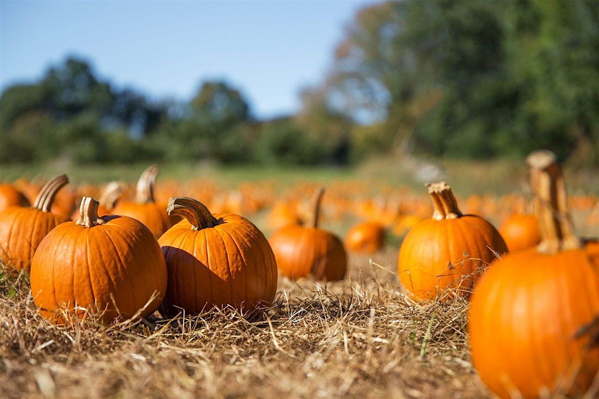 Pumpkin Pickin' 2024