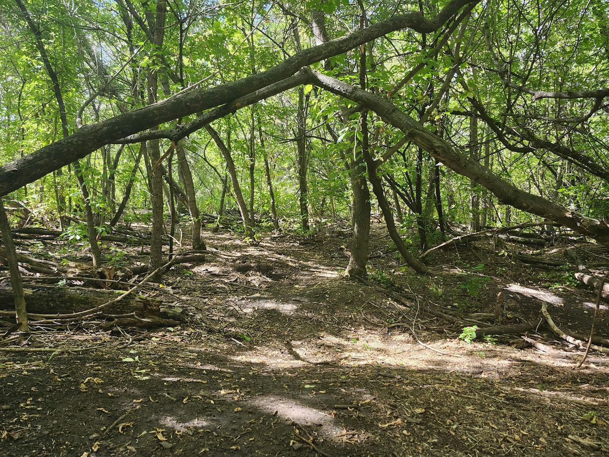 Expressive Forest Therapy Walk