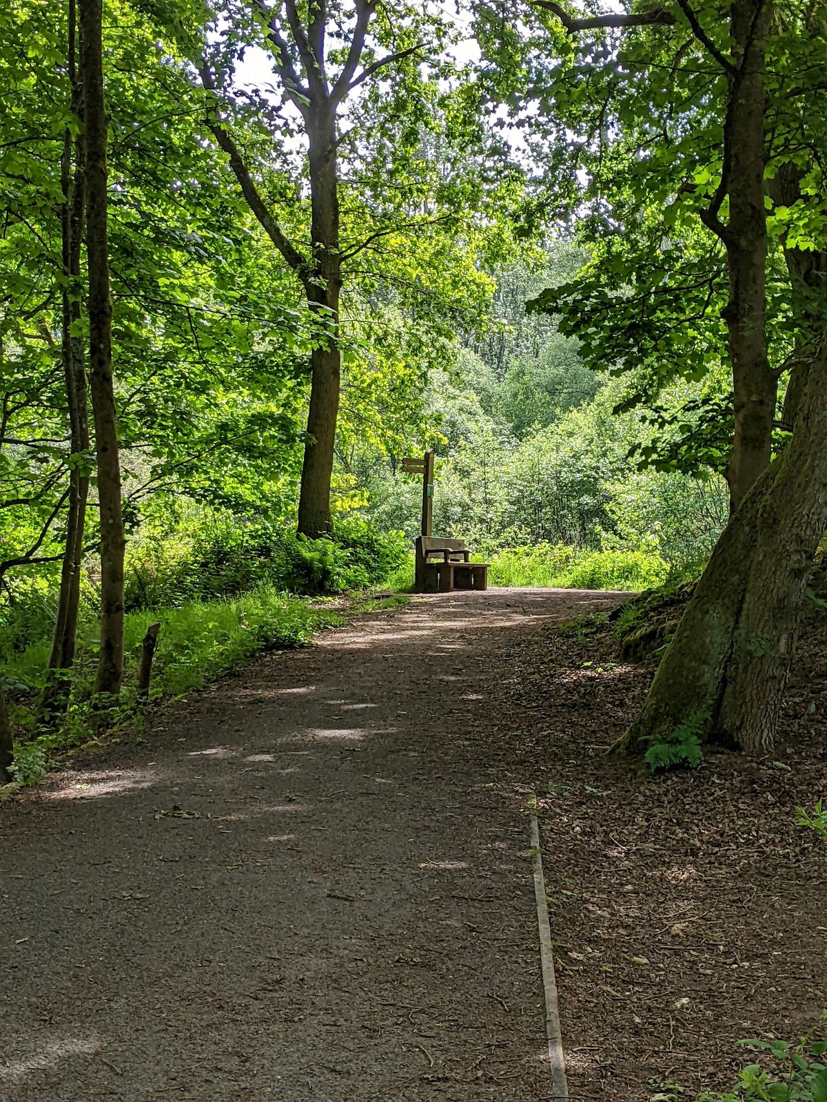 Wellesley Woodlands Health Walk - Wharf Plantation