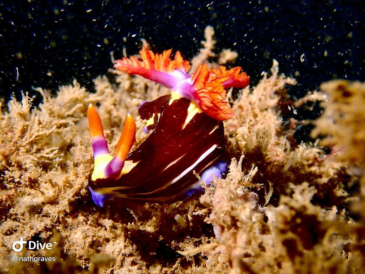 Sea Slug Survey Shore Events (adults +16)