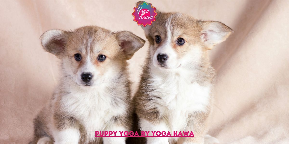 Puppy Yoga (Family & Adults) by Yoga Kawa Vaughan Dachshund and Corgi