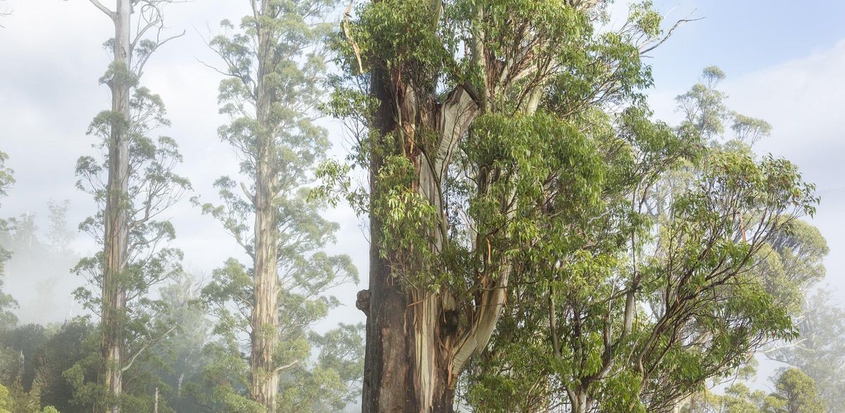 The Tasmanian Big Tree Hunters Film Premiere & Big Tree Forum