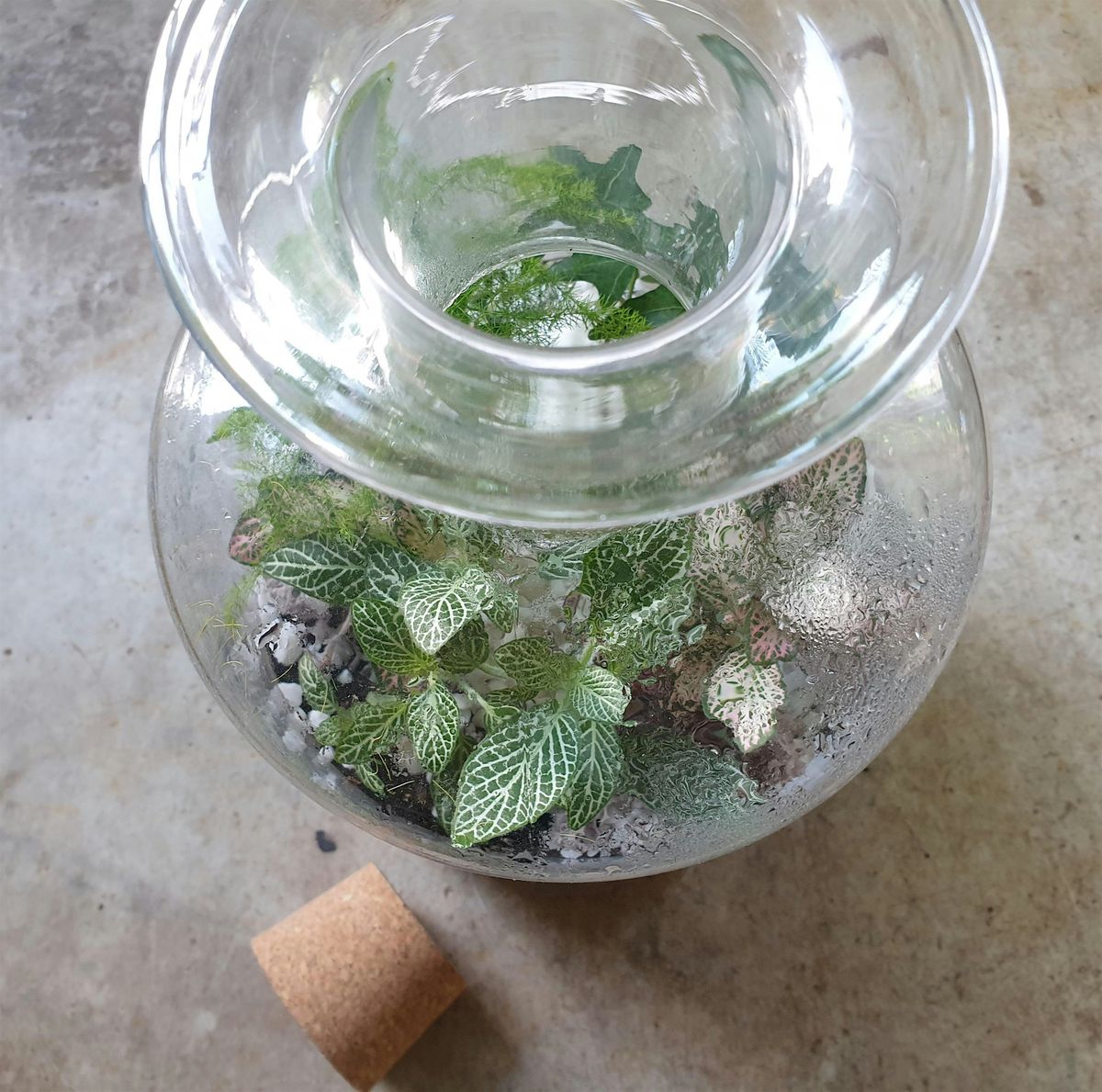 Terrarium workshop - build your own garden in a bottle