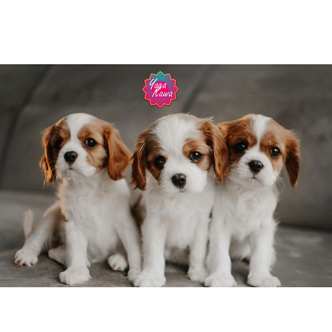 Puppy Yoga by Yoga Kawa Toronto Cavalier King Charles Spaniel