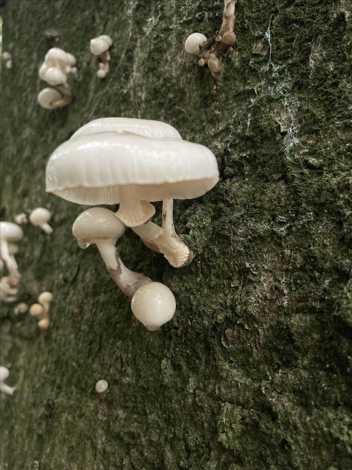 TASTER Foraging Workshop in Sheffield