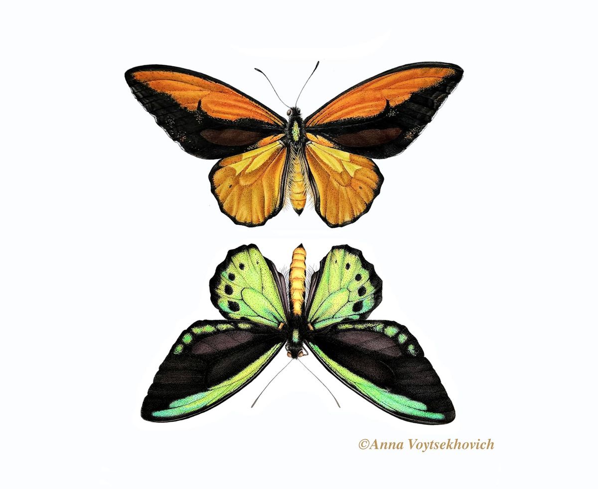 Amazing Butterflies in Watercolour & Ink with Anna Voytsekhovich