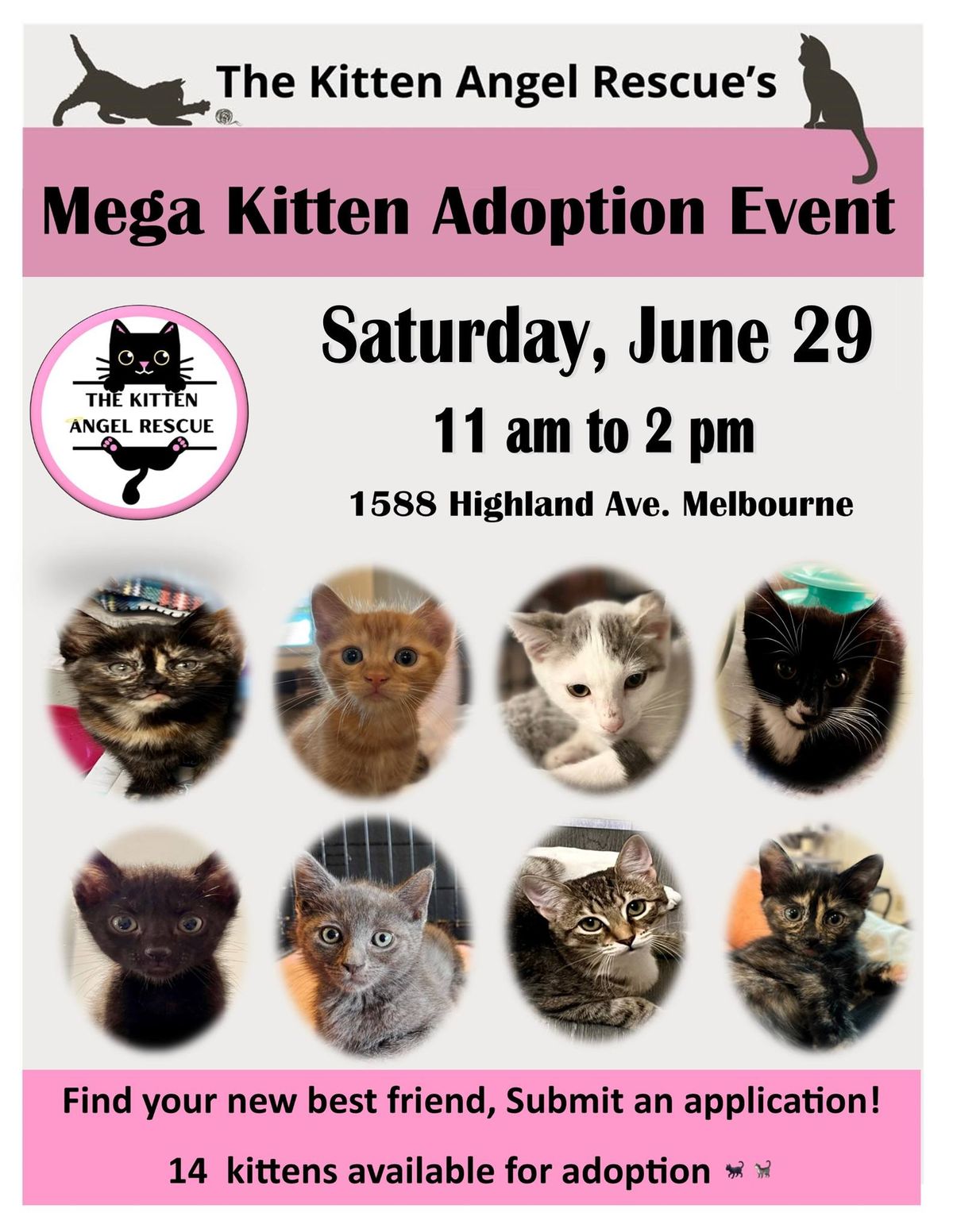 Kitten Adoption Event