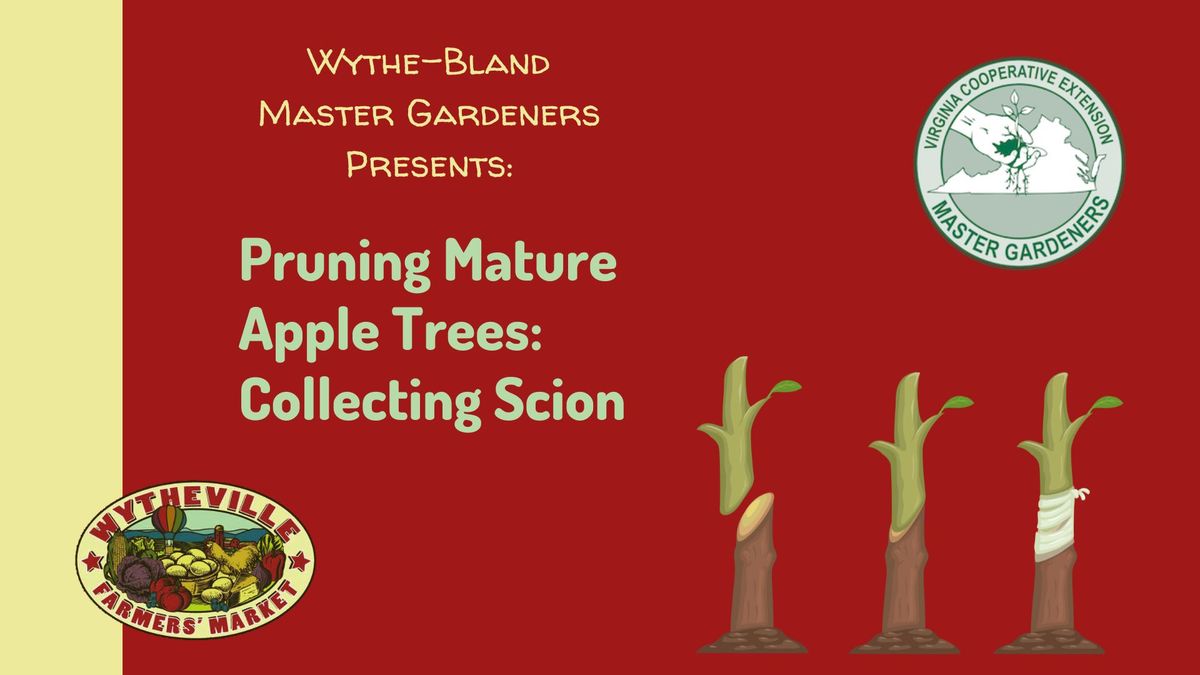 Pruning Mature Apple Trees: Collecting Scion