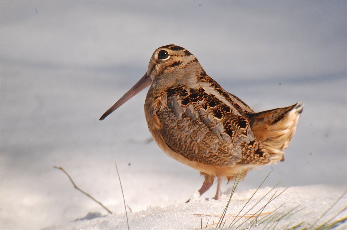 Dance Of The American Woodcock