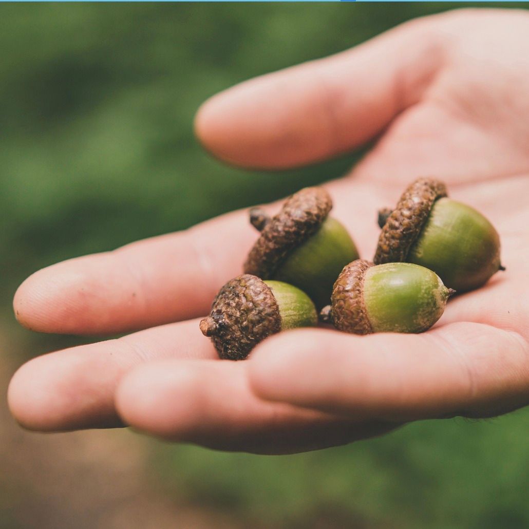 Acorn Processing Workshop