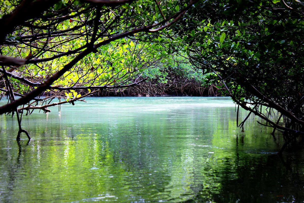 Mangrove Forest Jungle Tour - Fort Pierce, FL 