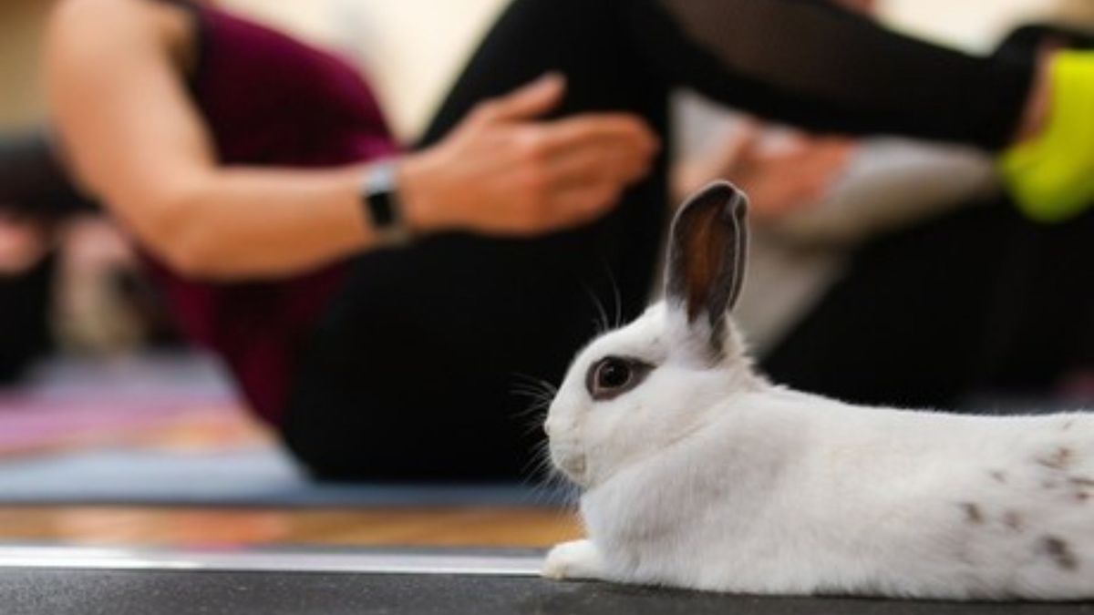 Bunny Yoga