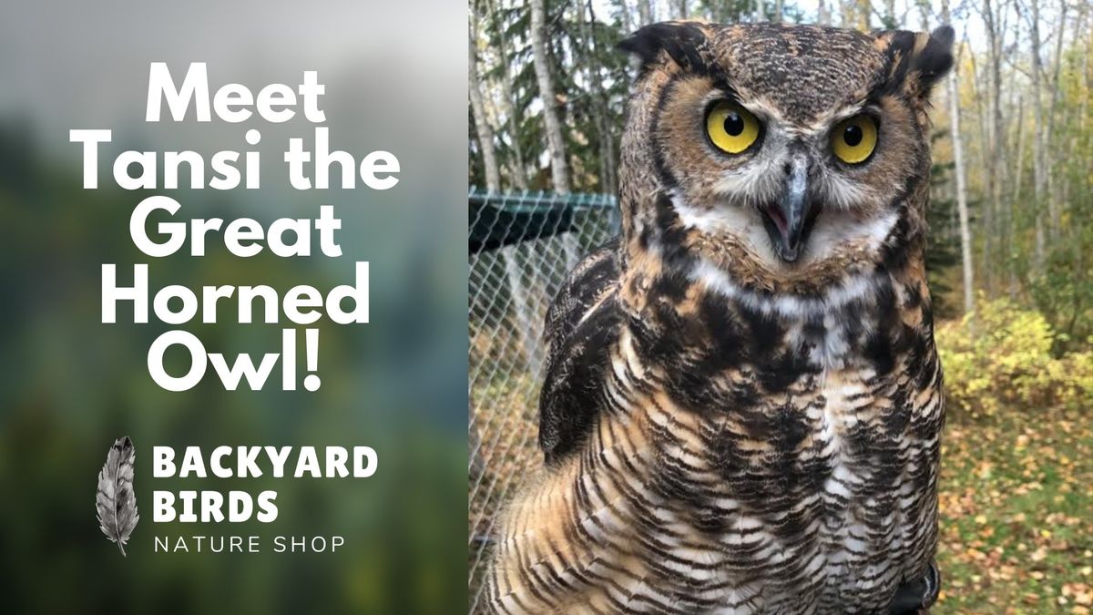 Meet Tansi the Great Horned Owl at Backyard Birds!