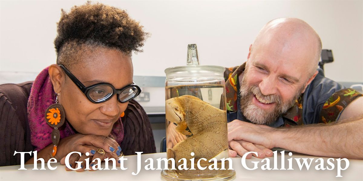 Returning the Giant Jamaican Galliwasp