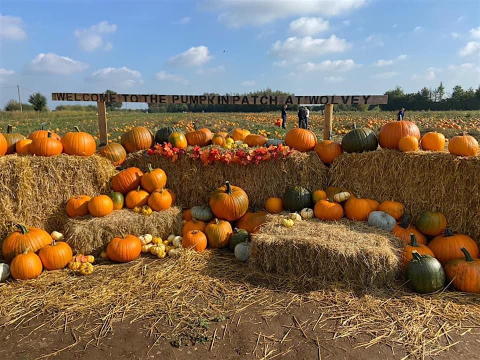 Pick your own pumpkins at the Pumpkin Patch at Wolvey