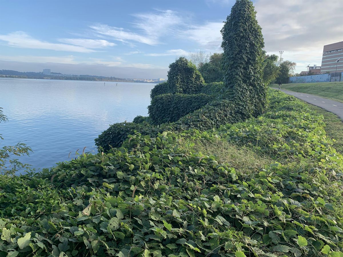 New Year Day Volunteering- Invasive Kudzu Removal on the Mount Vernon Trail