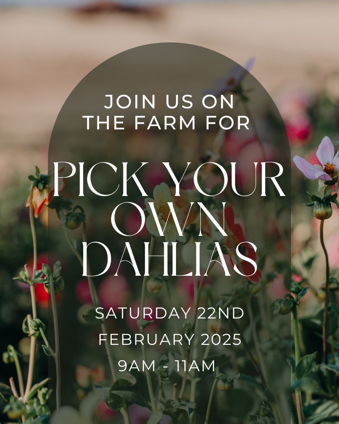 Pick Your Own Dahlias 