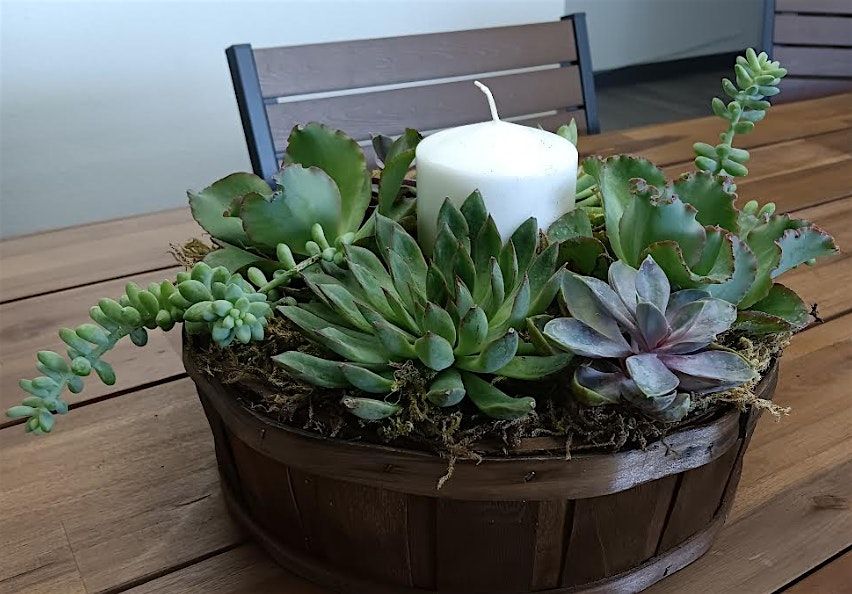 Succulent Centerpiece