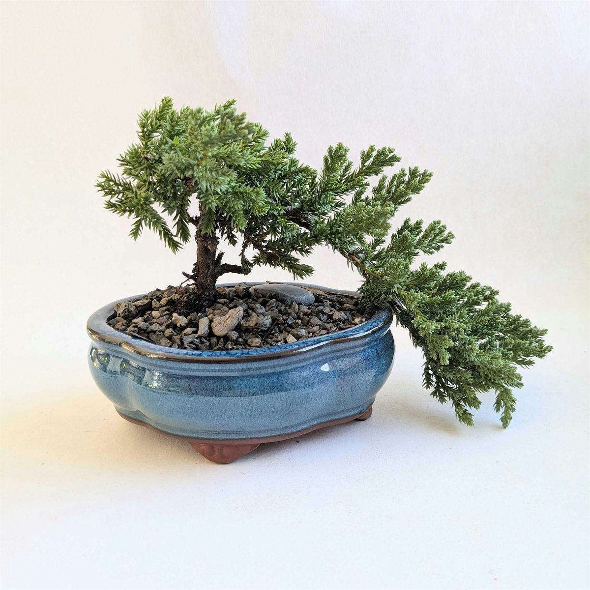 Bonsai 101