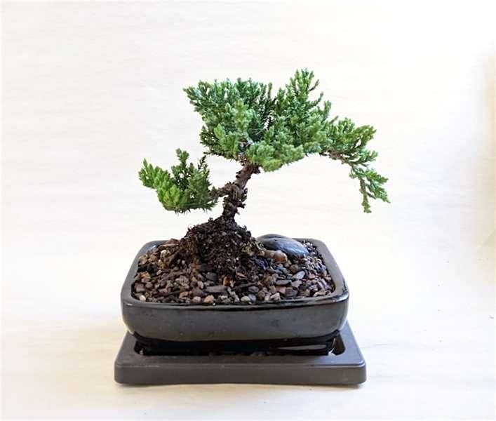 Bonsai 101