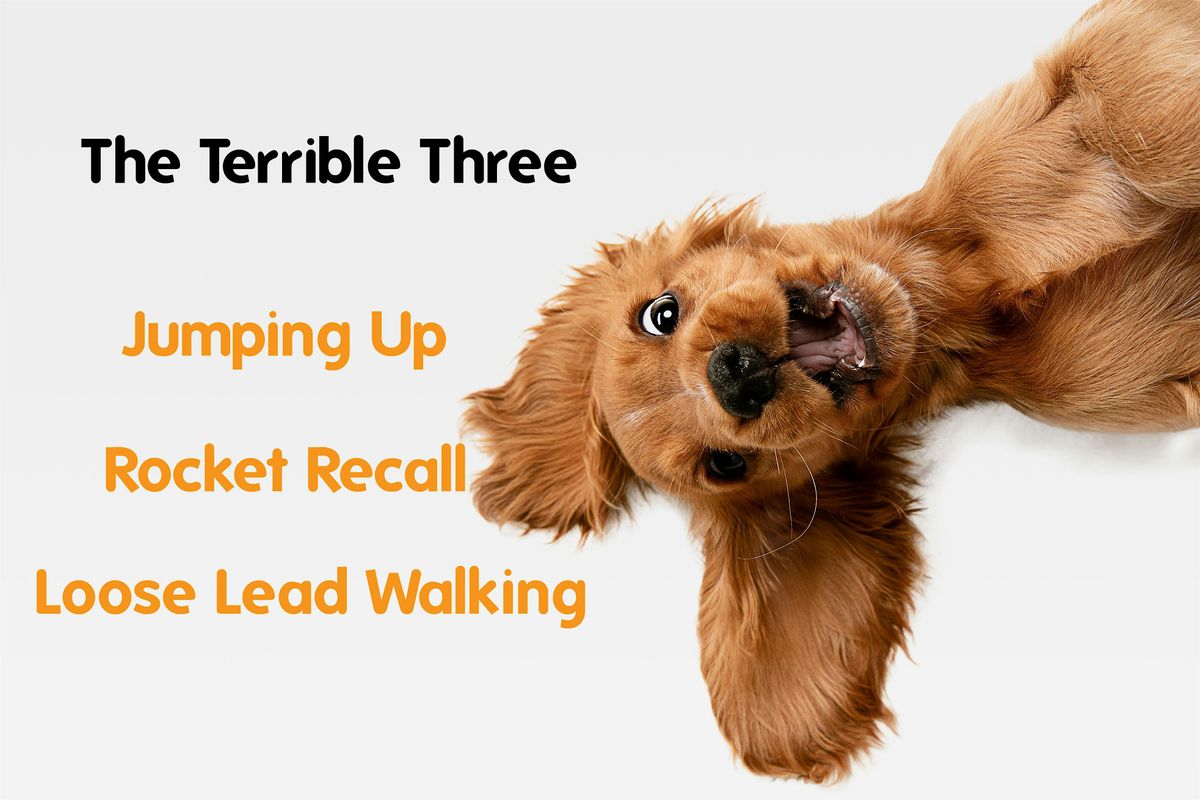 Terrible Three (Jumping Up, Recall & Leash Manners) 8 MAX