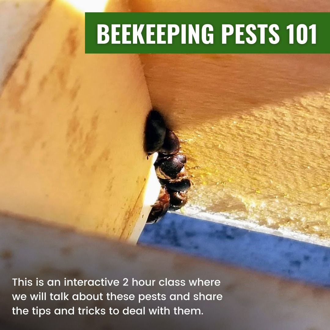 Beekeeping Pests 101