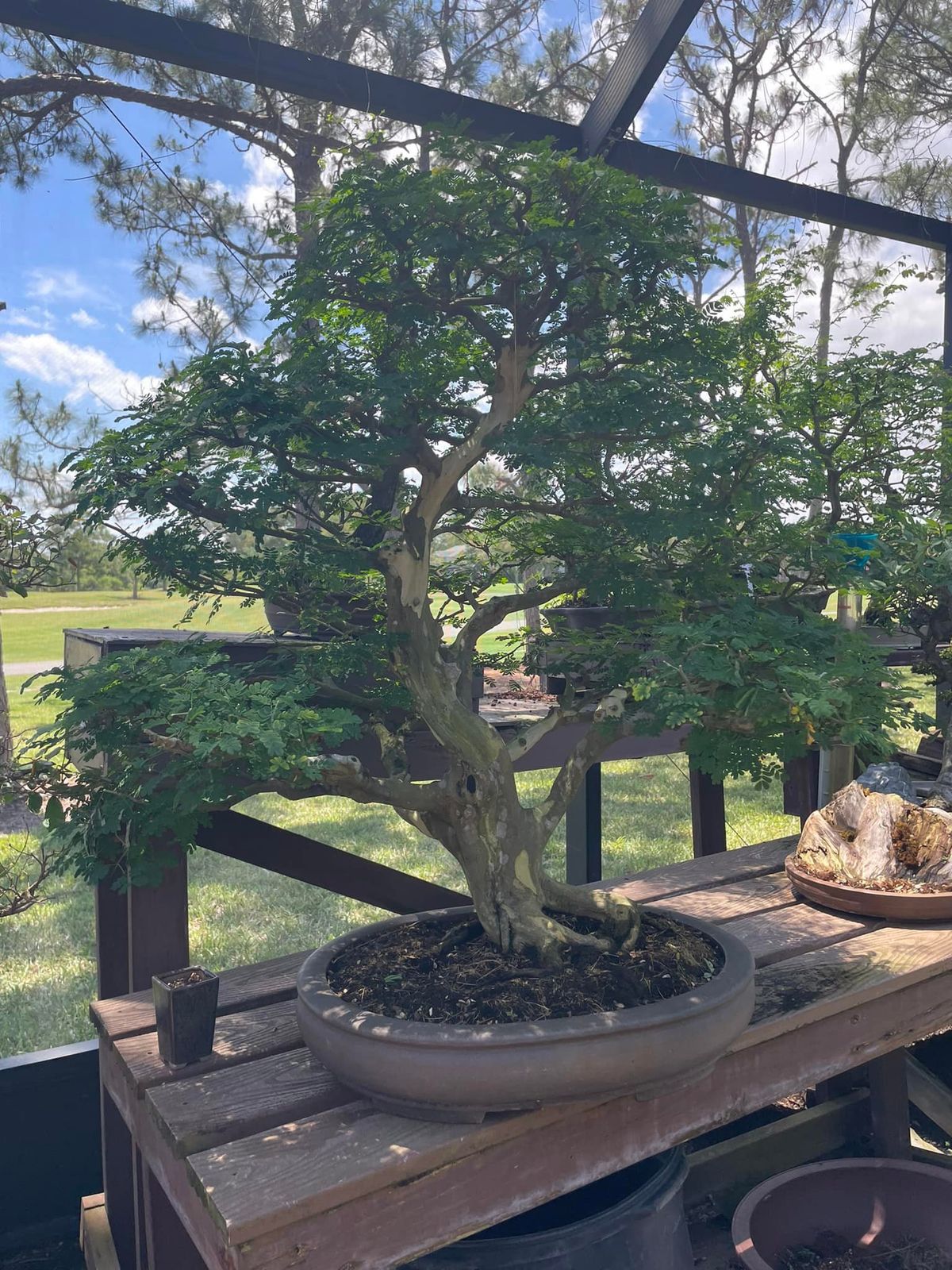 Collection of Bonsai by Bruce in Melbourne