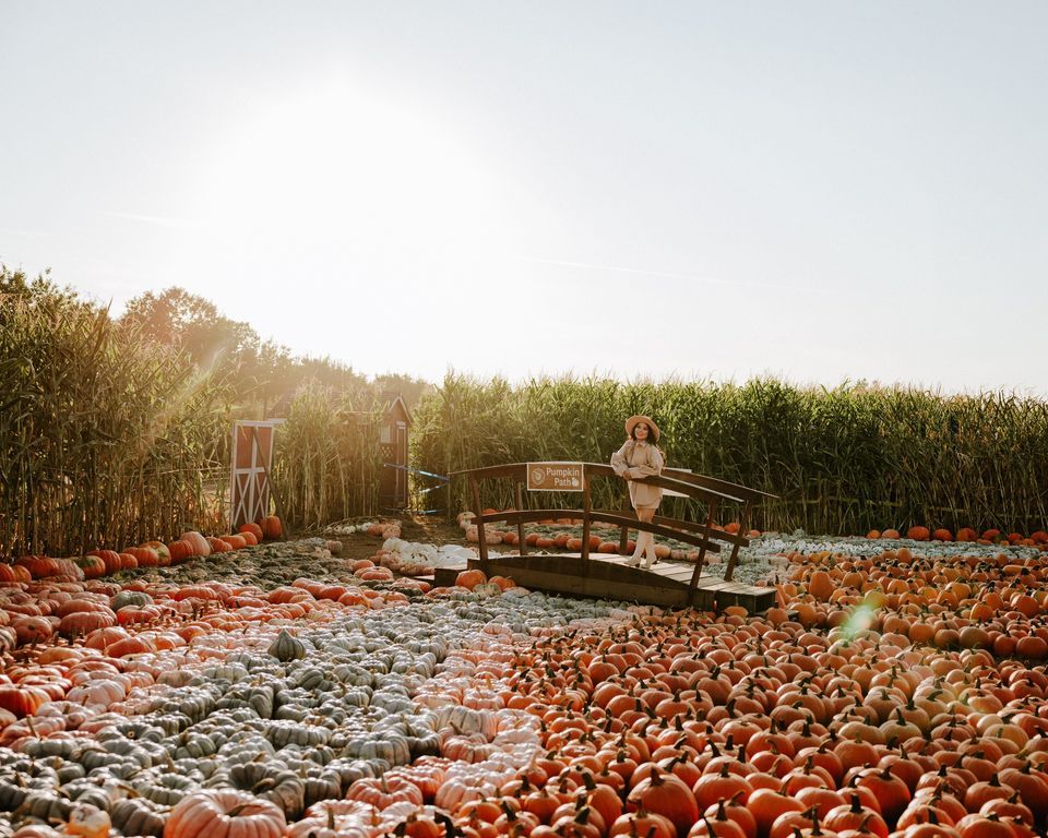 The Magical Pumpkin Garden at Taves Family Farms