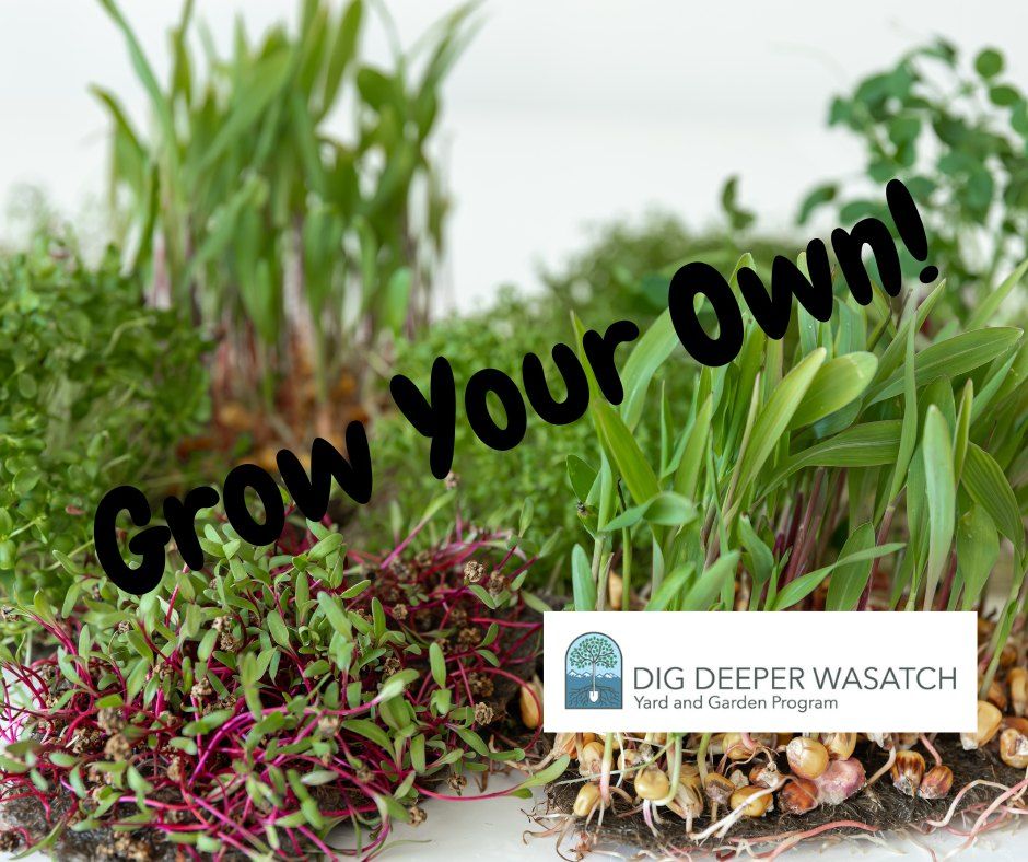 Grow Your Own Microgreens