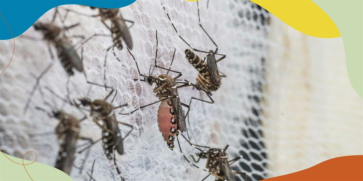 Behind The Scenes of Mosquito Factory for the Fight against Dengue