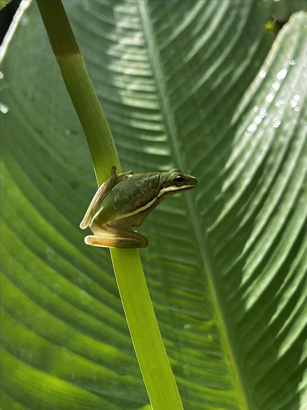 Herpetology for Kids